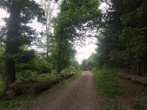 Der Hagener Volkslauf führt zu einem großen Teil auch Wald.